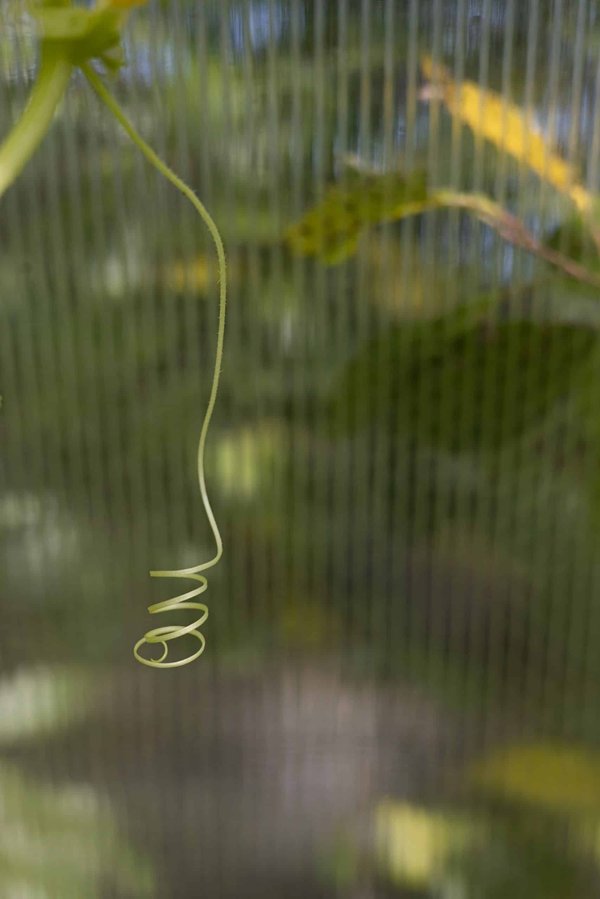 How to adapt your home for a blind or visually impaired pet?