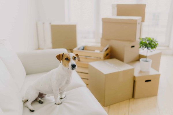 What Are the Best Organic Cotton Socks for Long Workdays?