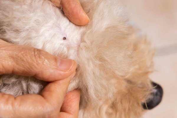 What's the best way to remove a tick from your pet without causing discomfort?
